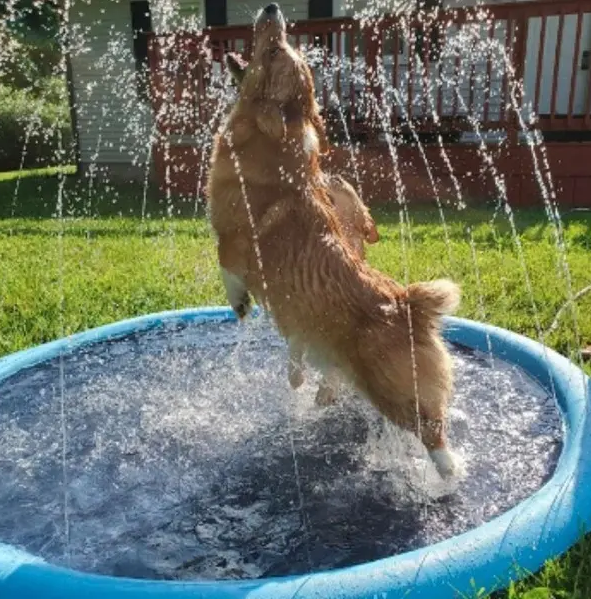 Splash Paws – Pet Cooling Mat