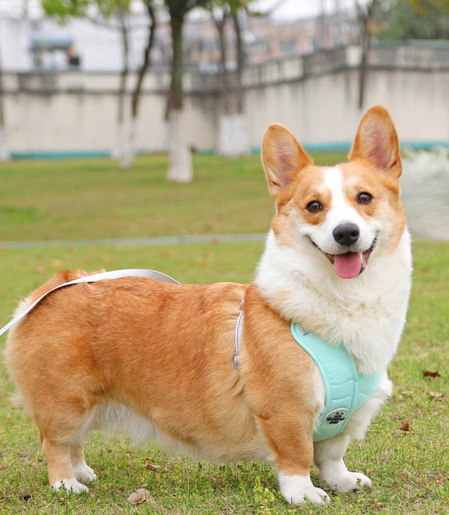 X-Shape Pet Harness Vest