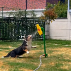 Spinning Water Sprinkler Toy for Dogs