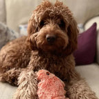 Floppy Lobster Interactive Dog Toys🐶