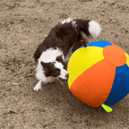 The Giant Ball Causes a Sensation