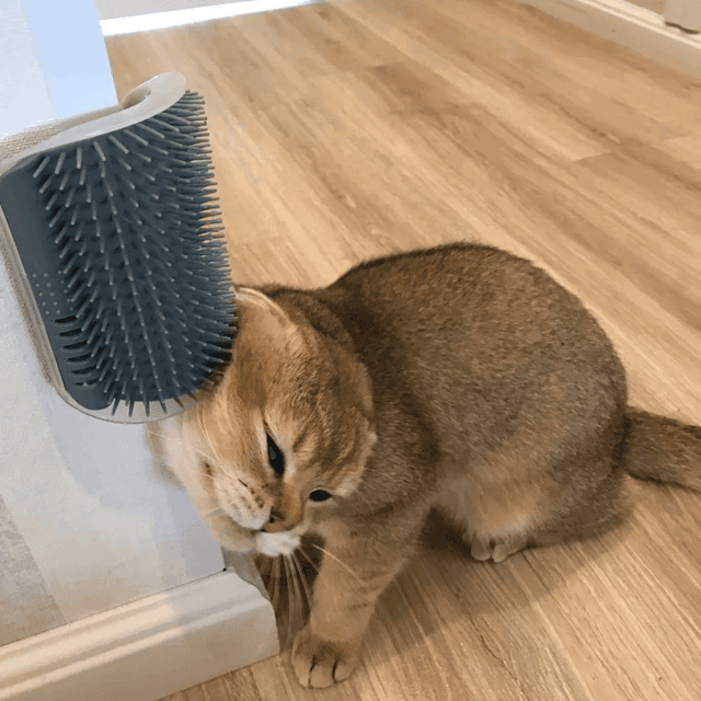 Cat Self Grooming Brush😸