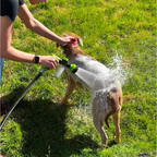 Pet Sprayer Wash Cleaning Dog