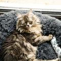 Fluffy Cat Bed