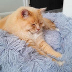 Fluffy Cat Bed