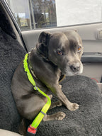 Adjustable Reflective Anti-Shock Pet Seat Belt